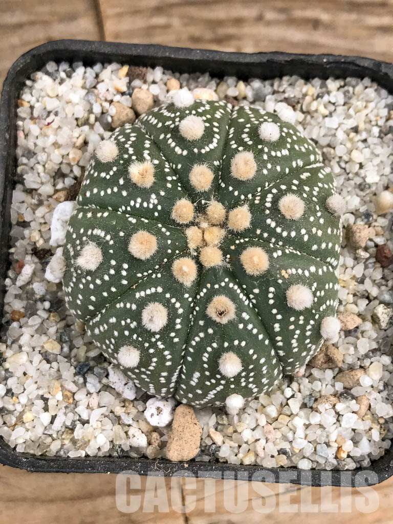 SHPR5902 Astrophytum asterias cv. Superkabuto - 画像 (4)