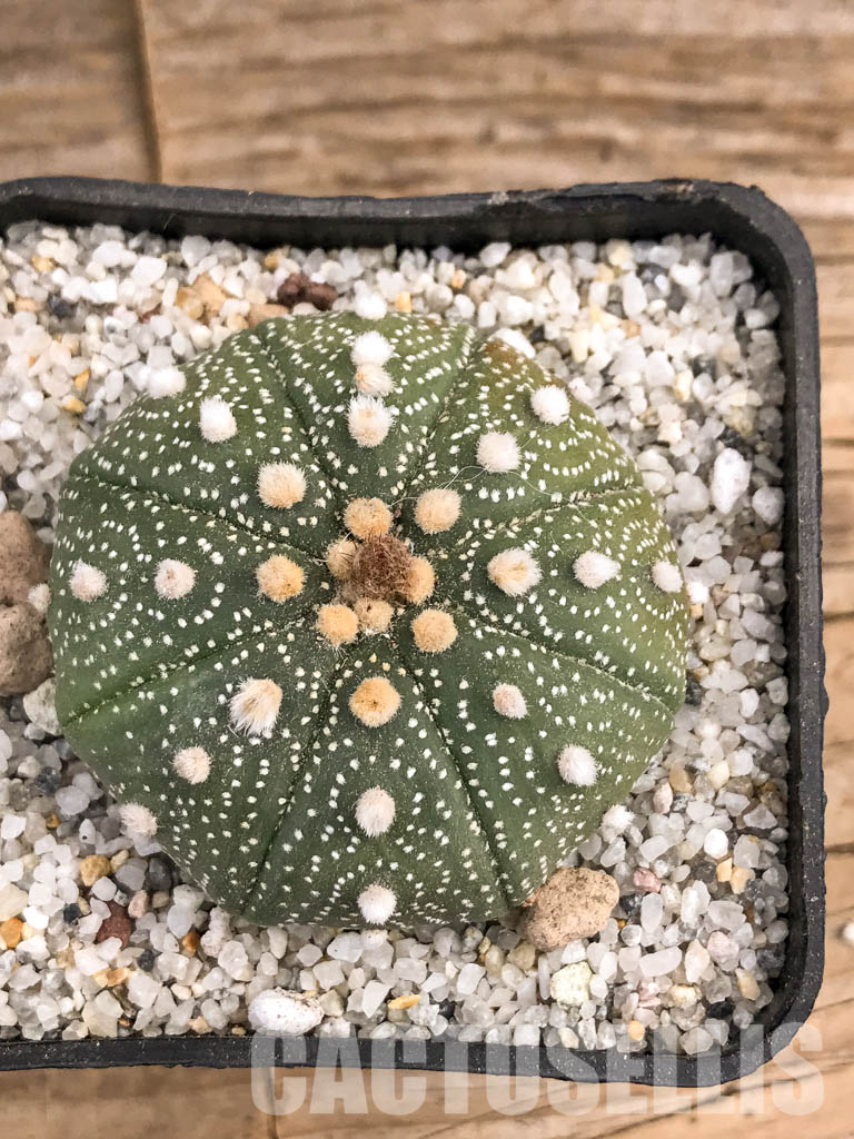 SHPR5902 Astrophytum asterias cv. Superkabuto - 画像 (5)