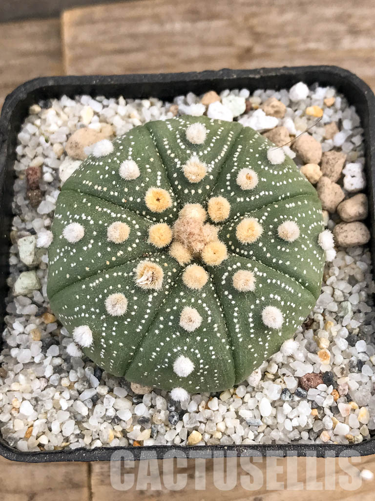 SHPR5902 Astrophytum asterias cv. Superkabuto - 画像 (6)