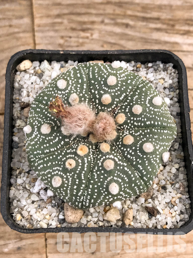 SHPR5902 Astrophytum asterias cv. Superkabuto - 画像 (7)