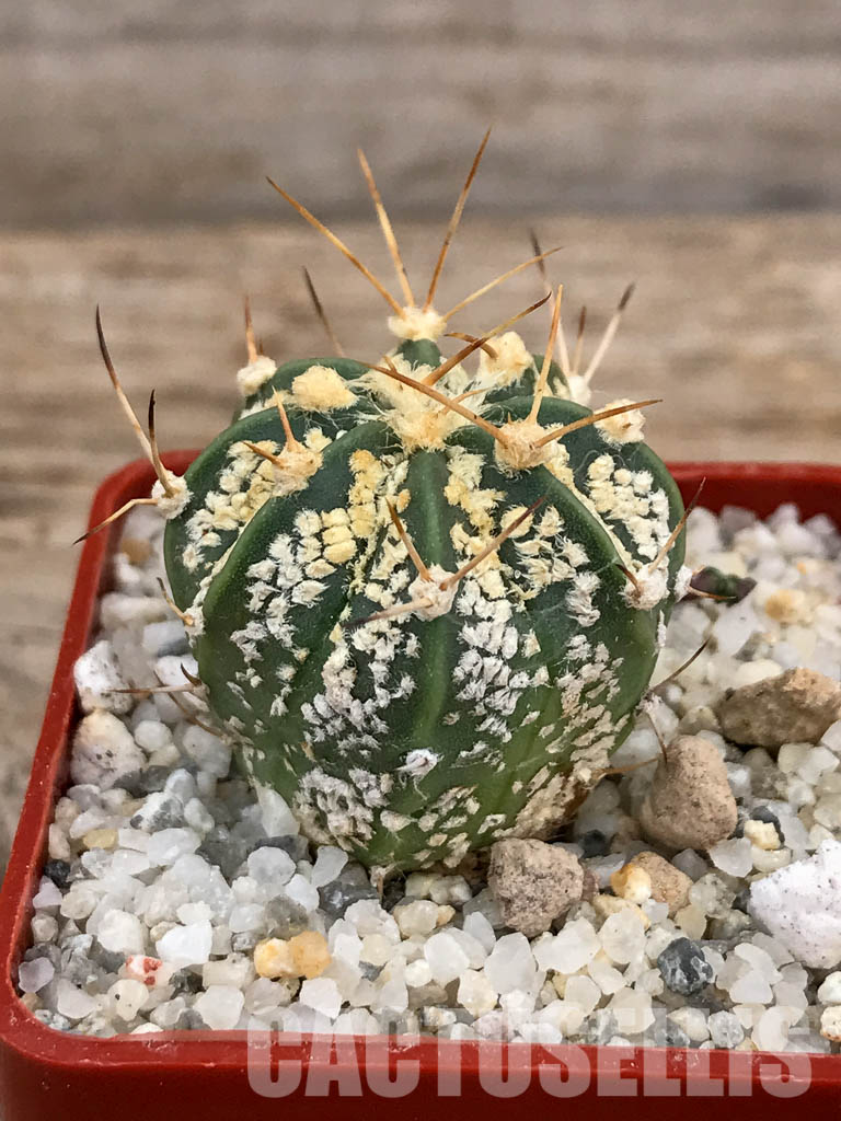 SHPR5912 Astrophytum asterias cv. Superkabuto ‘Gold’ x A. capricorne - Image 2