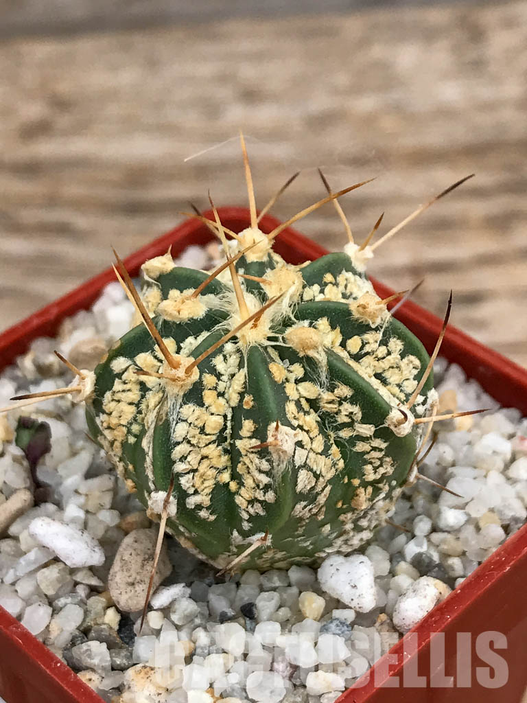 SHPR5912 Astrophytum asterias cv. Superkabuto ‘Gold’ x A. capricorne - Image 3