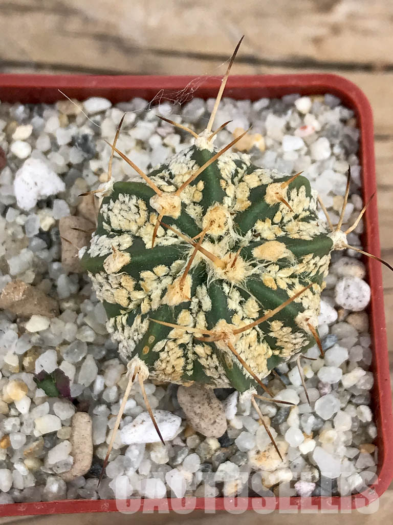 SHPR5912 Astrophytum asterias cv. Superkabuto ‘Gold’ x A. capricorne