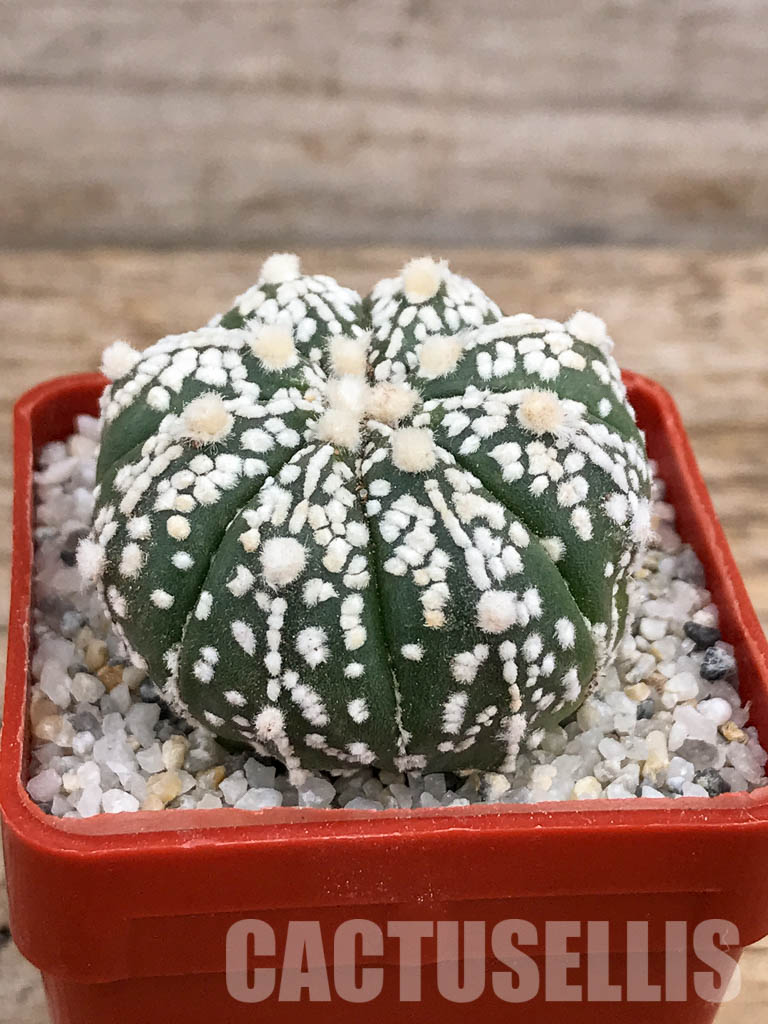 SHPR5913 Astrophytum asterias cv. Superkabuto – Bild 2