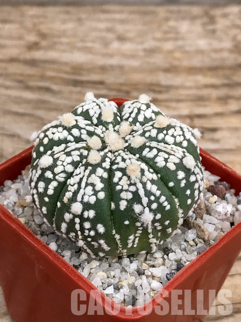 SHPR5913 Astrophytum asterias cv. Superkabuto – Bild 3