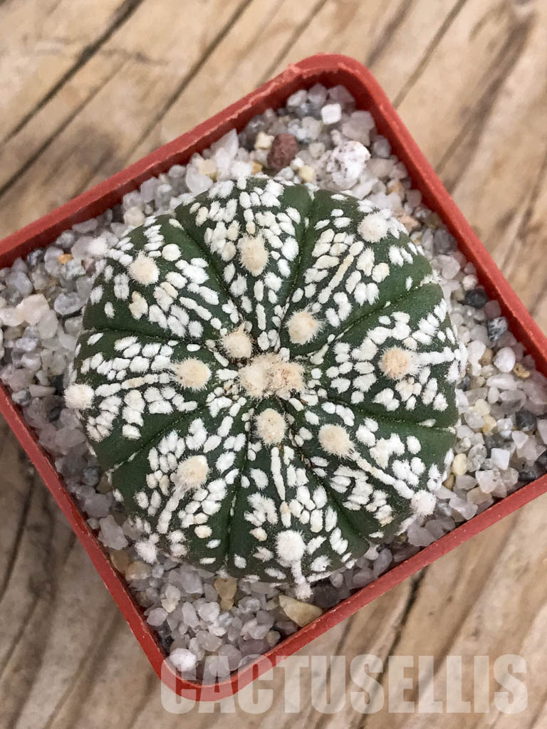 SHPR5913 Astrophytum asterias cv. Superkabuto