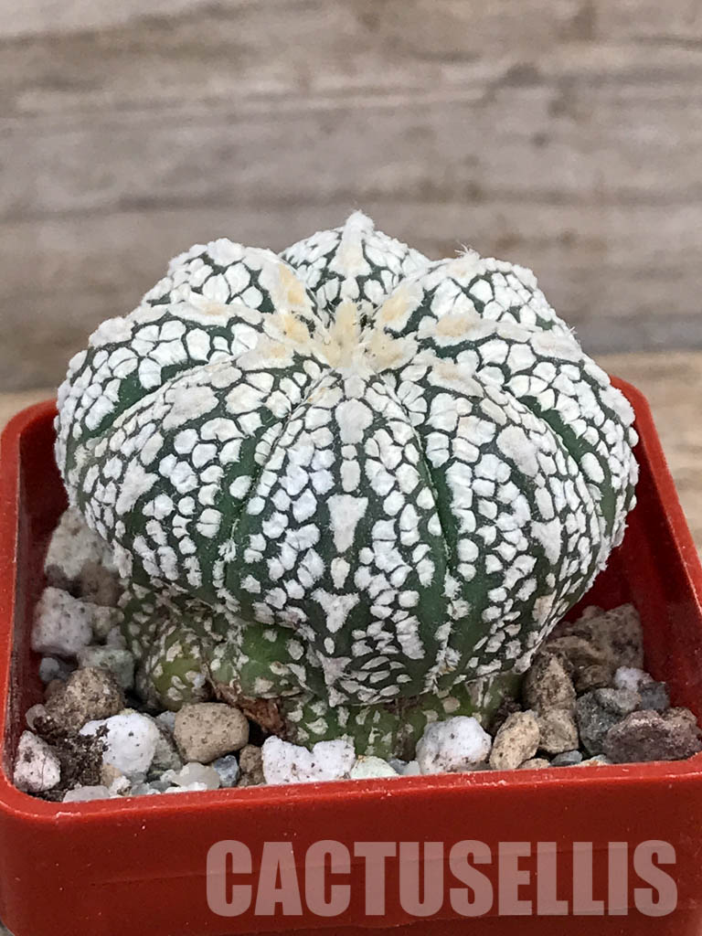 SHPR5914 Astrophytum hybrid SK Multi-hybrid (A. asterias cv. Superkabuto multiple interbreedings) - Image 2