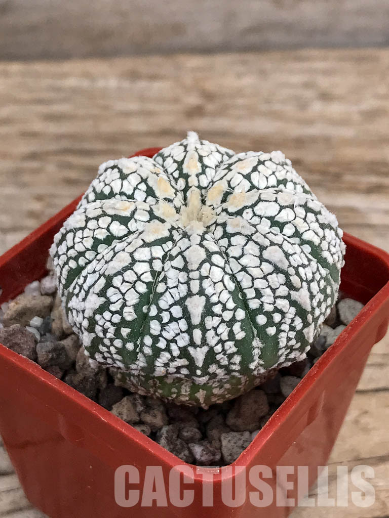 SHPR5914 Astrophytum hybrid SK Multi-hybrid (A. asterias cv. Superkabuto multiple interbreedings) - Image 3