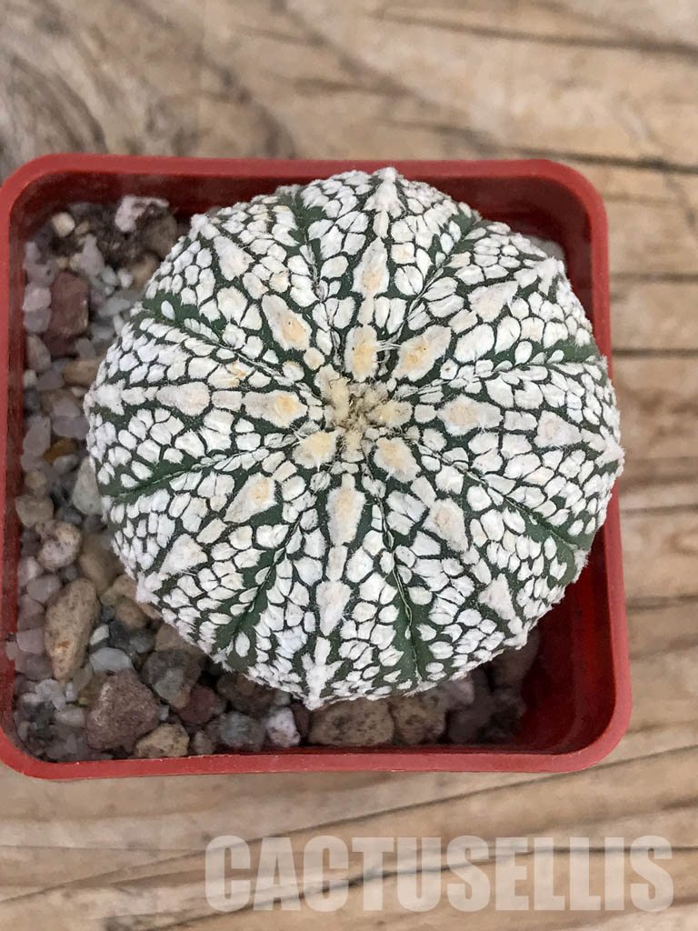 SHPR5914 Astrophytum hybrid SK Multi-hybrid (A. asterias cv. Superkabuto multiple interbreedings)