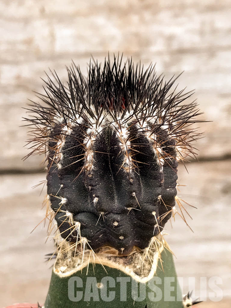 SHPR6221 Uebelmannia pectinifera, Diamantina, Minas Gerais Moun., Brazil - Image 2