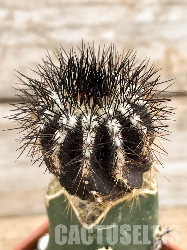 SHPR6221 Uebelmannia pectinifera, Diamantina, Minas Gerais Moun., Brazil - Image 3