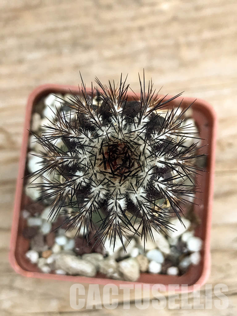 SHPR6221 Uebelmannia pectinifera, Diamantina, Minas Gerais Moun., Brazil