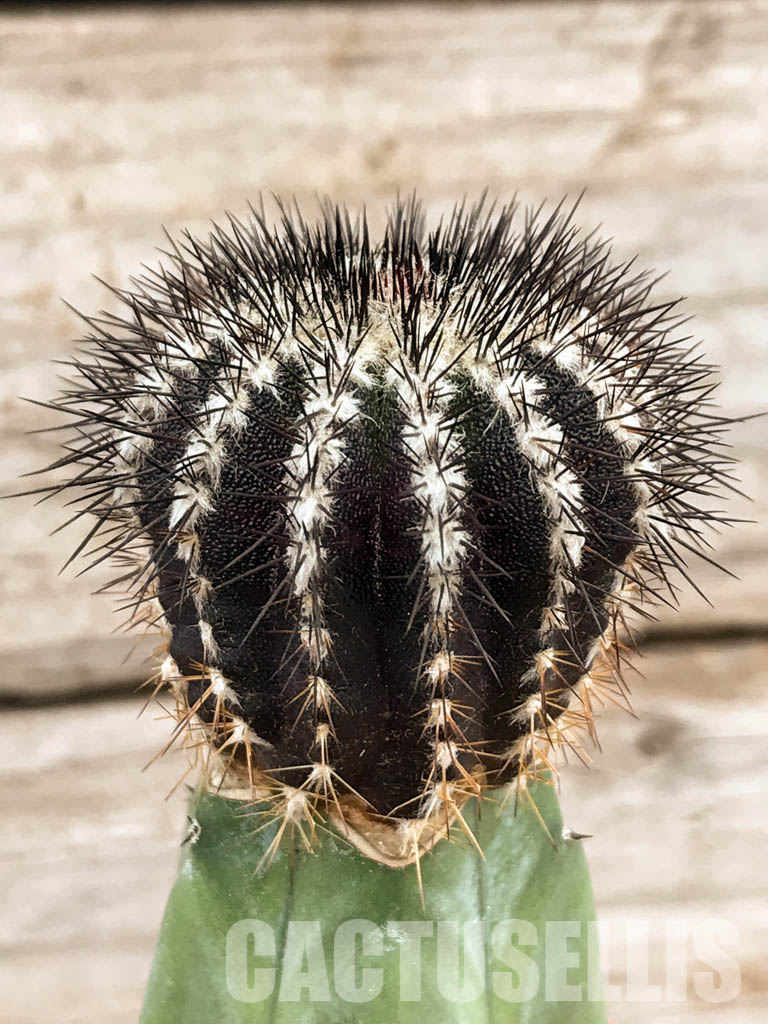SHPR6222 Uebelmannia pectinifera, Diamantina, Minas Gerais Moun., Brazil - Image 2