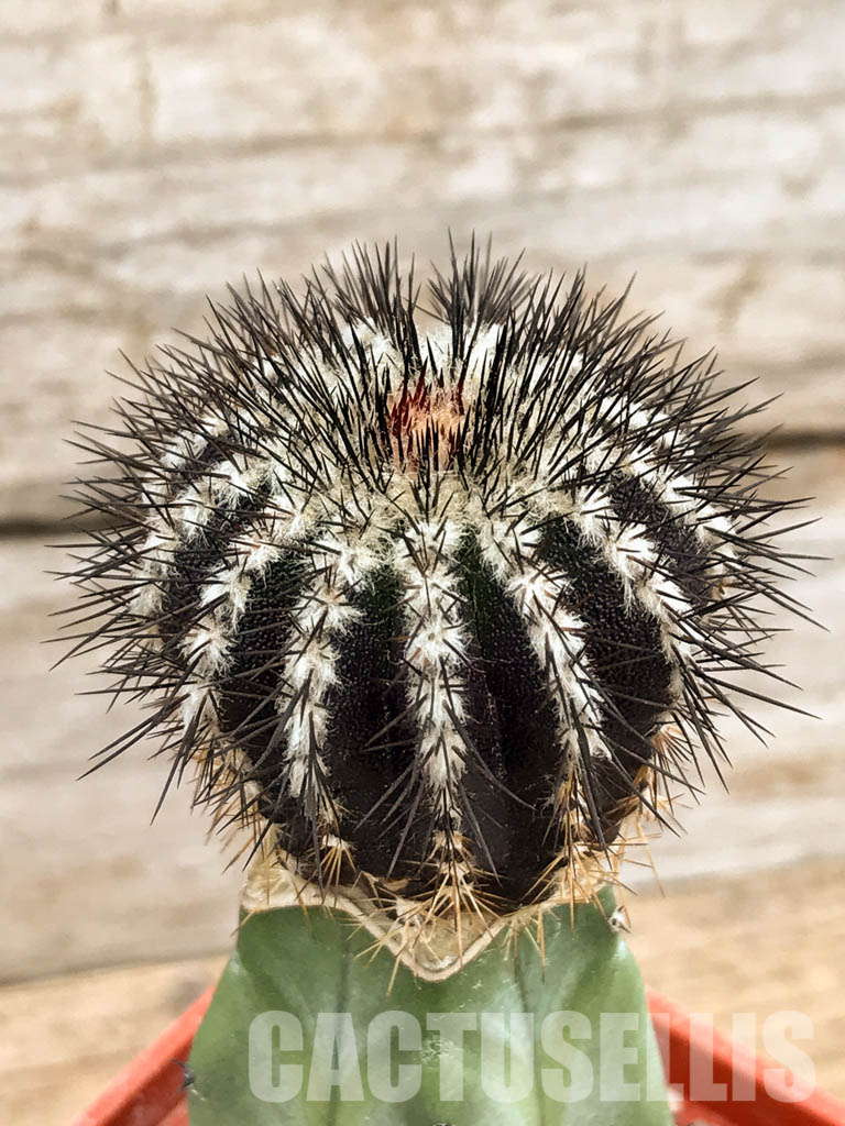 SHPR6222 Uebelmannia pectinifera, Diamantina, Minas Gerais Moun., Brazil - Image 3