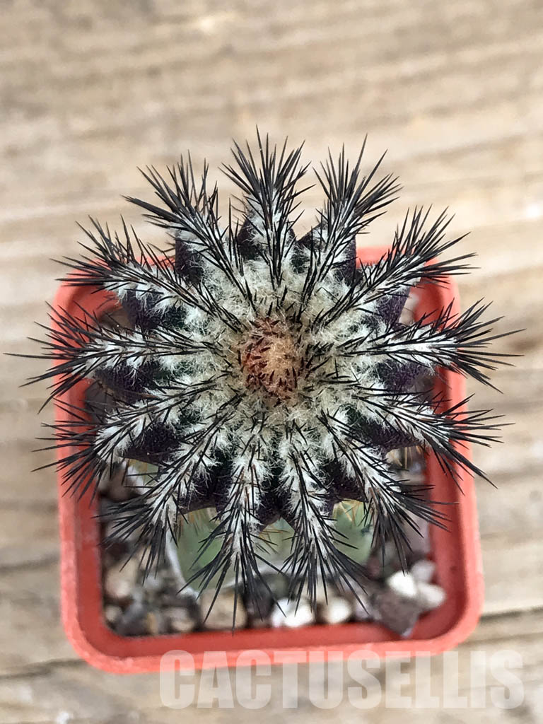 SHPR6222 Uebelmannia pectinifera, Diamantina, Minas Gerais Moun., Brazil