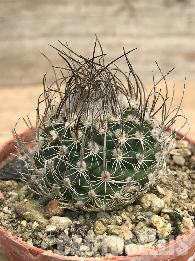 SHPR6223 Turbinicarpus macrochele, Matehuala, San Luis Potosi, Mexico - immagine 2