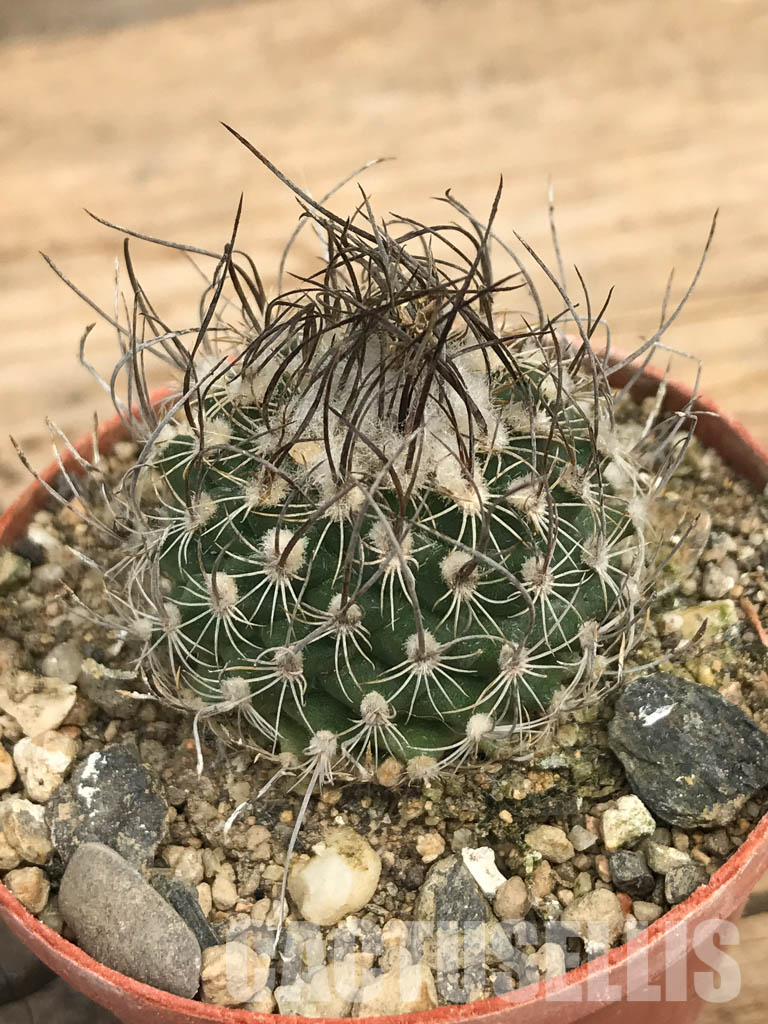 SHPR6223 Turbinicarpus macrochele, Matehuala, San Luis Potosi, Mexico - immagine 3
