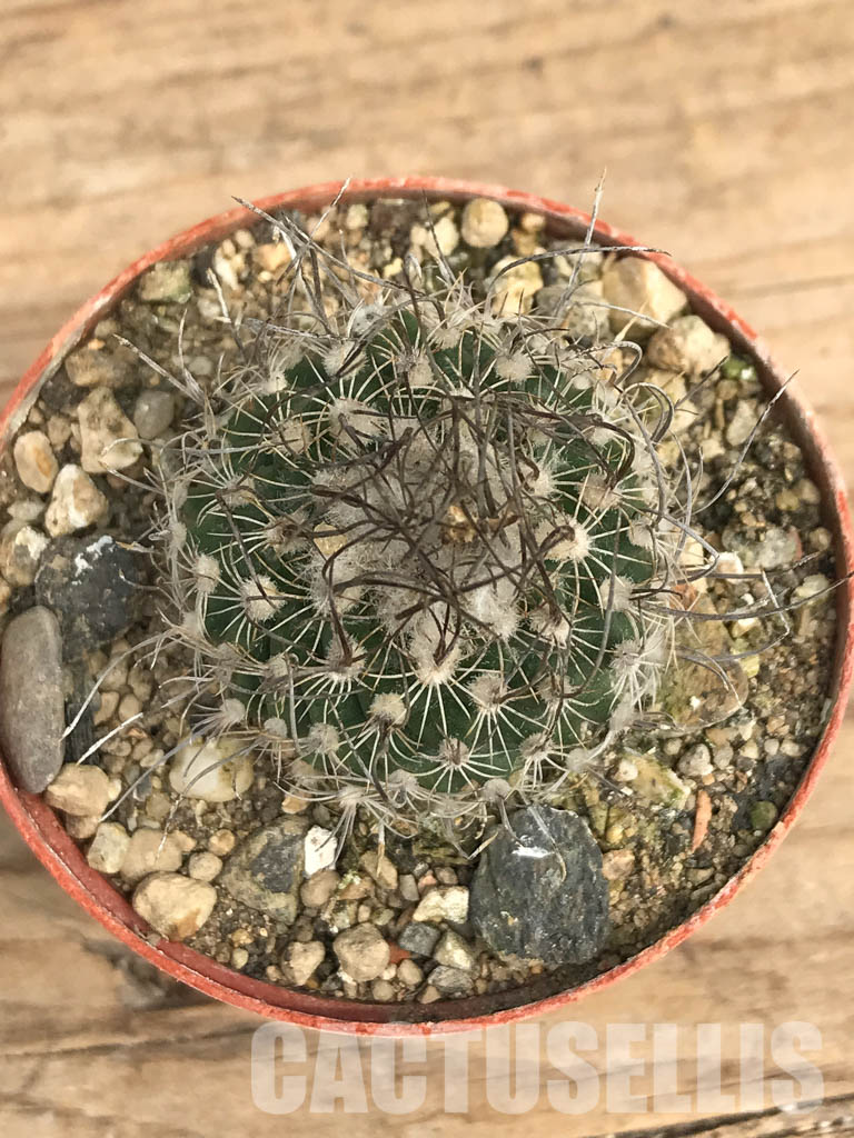 SHPR6223 Turbinicarpus macrochele, Matehuala, San Luis Potosi, Mexico