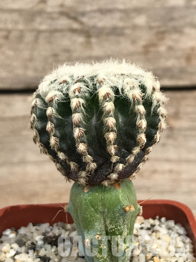 SHPR6228 Discocactus horstii, Serra do Barão, Brazil - Image 2