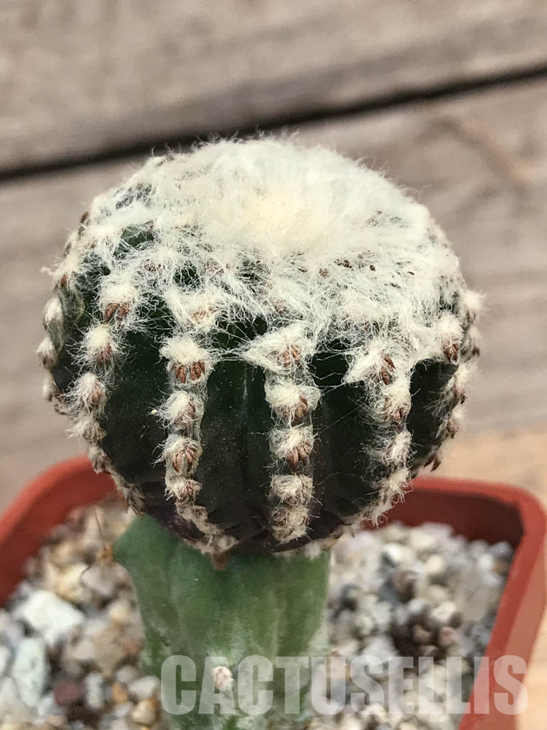 SHPR6228 Discocactus horstii, Serra do Barão, Brazil - Image 3