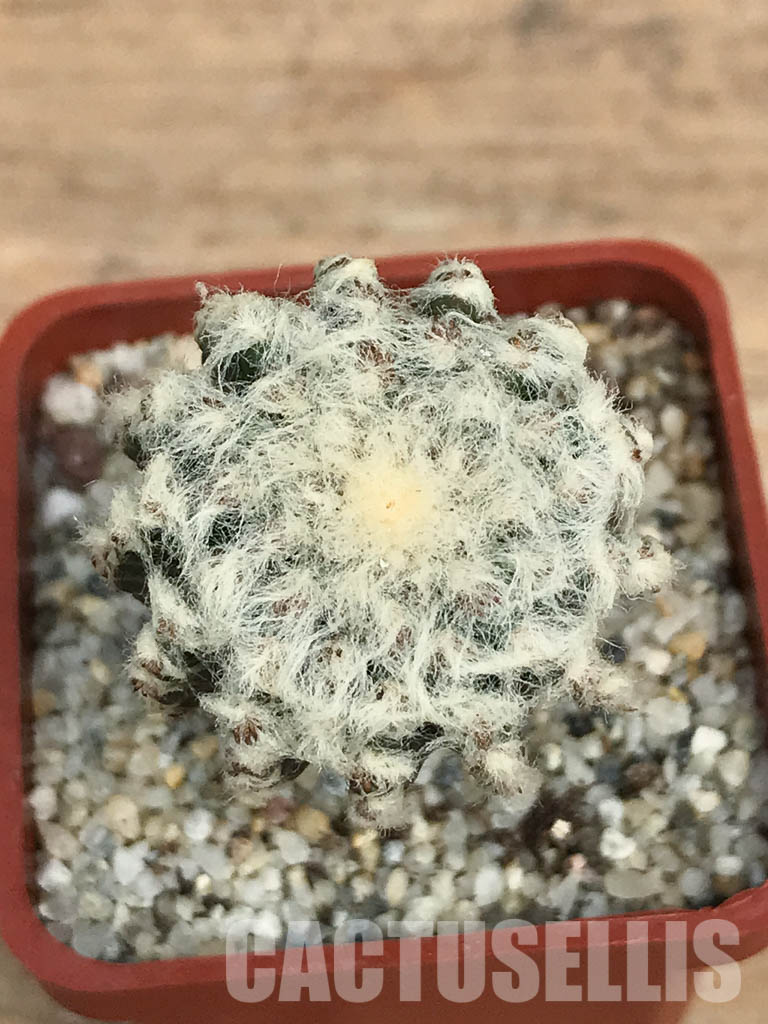 SHPR6228 Discocactus horstii, Serra do Barão, Brazil - Image 4