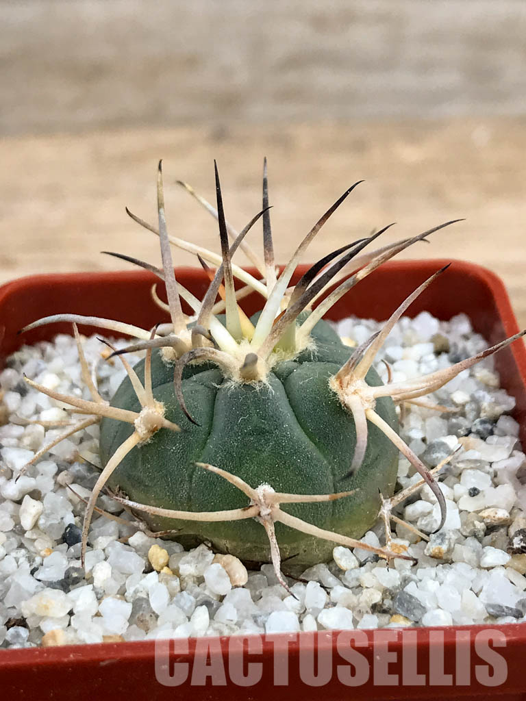 SHPR6231 Gymnocalycium cardenasianum LF 616 - Image 2