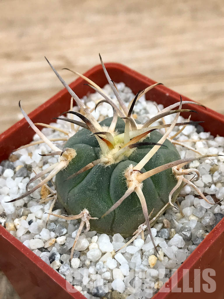 SHPR6231 Gymnocalycium cardenasianum LF 616 - Image 3