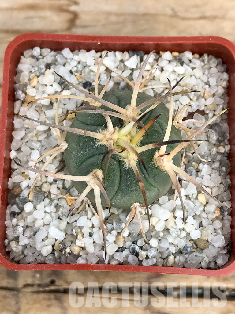 SHPR6231 Gymnocalycium cardenasianum LF 616 - Image 4