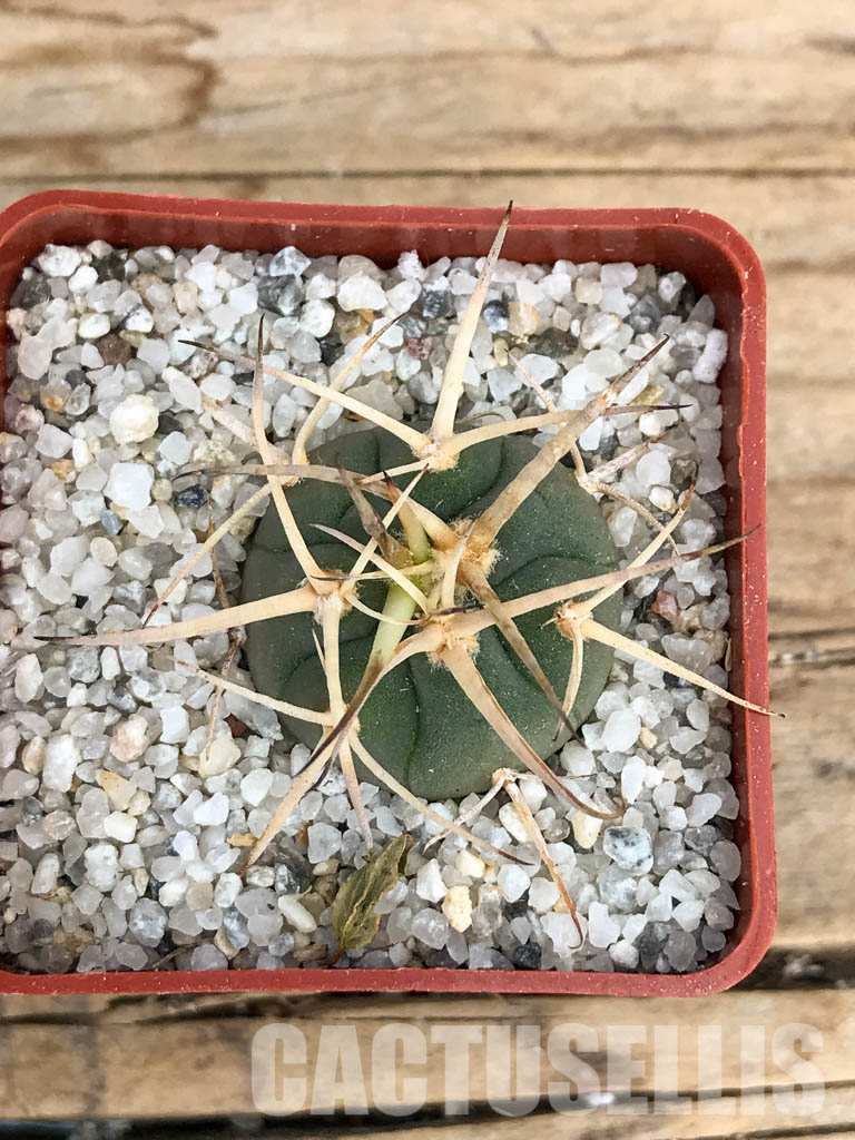 SHPR6231 Gymnocalycium cardenasianum LF 616 - Image 5
