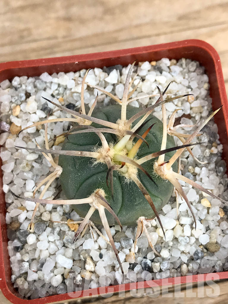 SHPR6231 Gymnocalycium cardenasianum LF 616 - Image 6