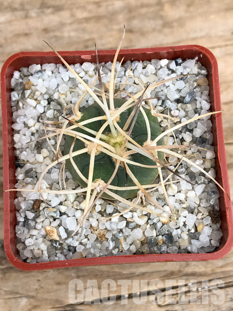 SHPR6231 Gymnocalycium cardenasianum LF 616