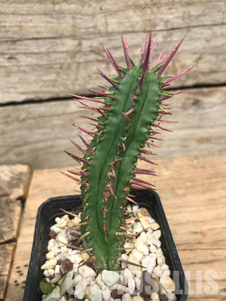 SHPR6233 Euphorbia enopla, South Africa – Bild 2