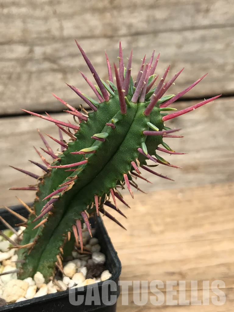 SHPR6233 Euphorbia enopla, South Africa