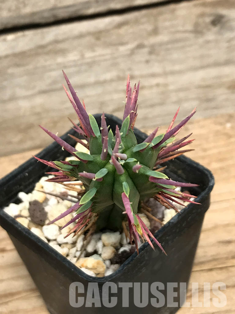 SHPR6233 Euphorbia enopla, South Africa – Bild 4