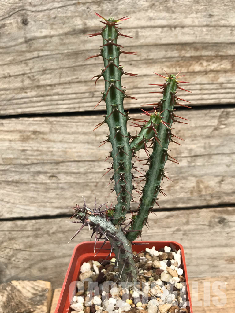 SHPR6234 Euphorbia aeruginosa, South Africa