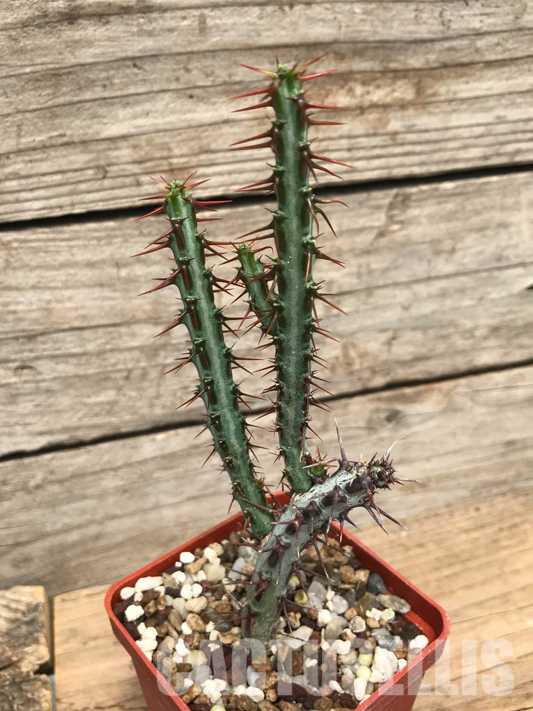SHPR6234 Euphorbia aeruginosa, South Africa - immagine 3