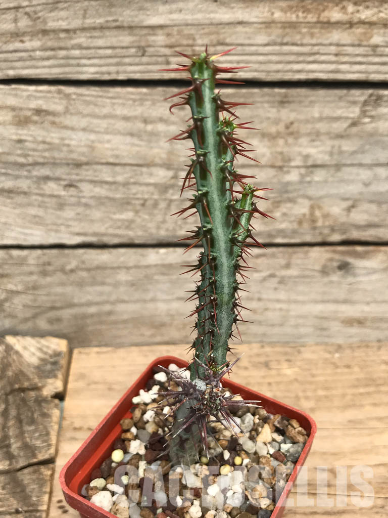 SHPR6234 Euphorbia aeruginosa, South Africa - immagine 4