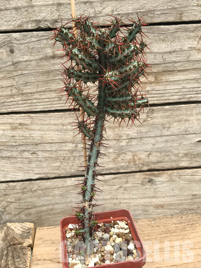 SHPR6235 Euphorbia aeruginosa, South Africa - Image 2