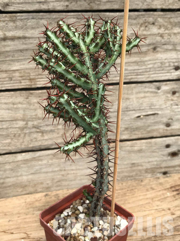 SHPR6235 Euphorbia aeruginosa, South Africa - Image 3
