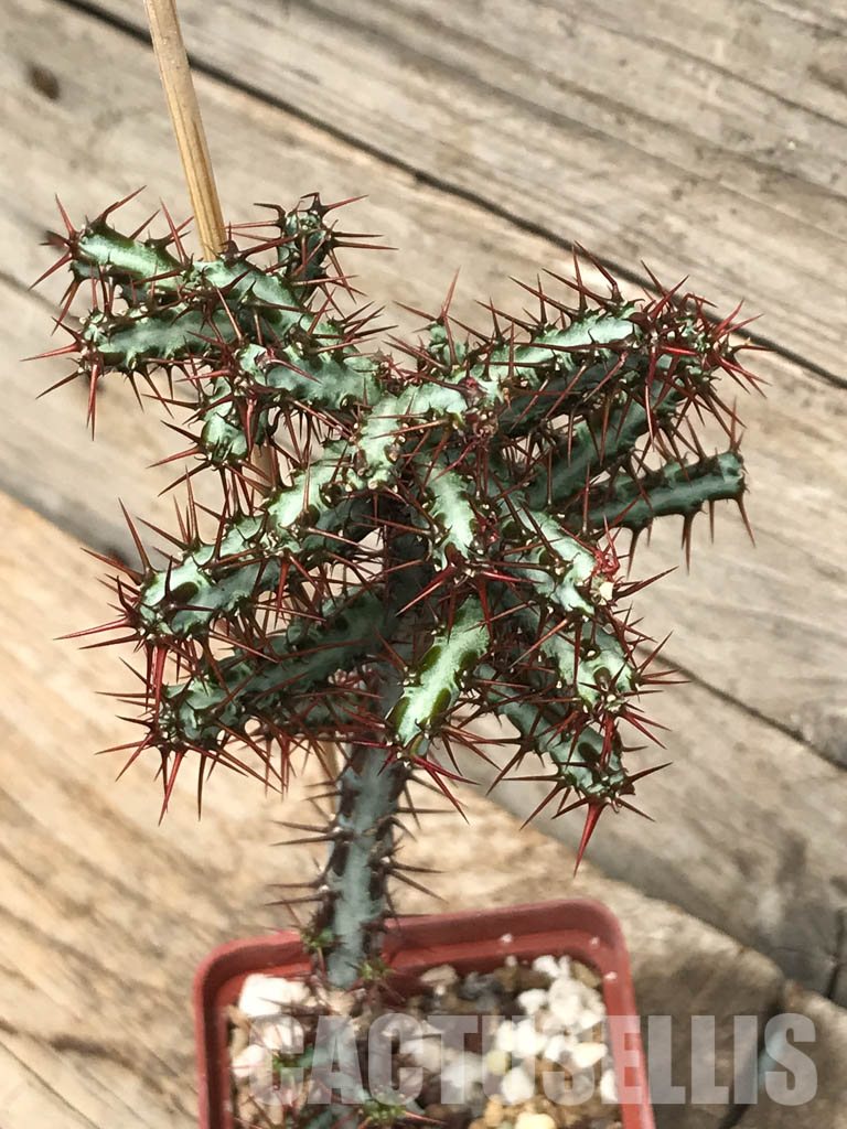 SHPR6235 Euphorbia aeruginosa, South Africa