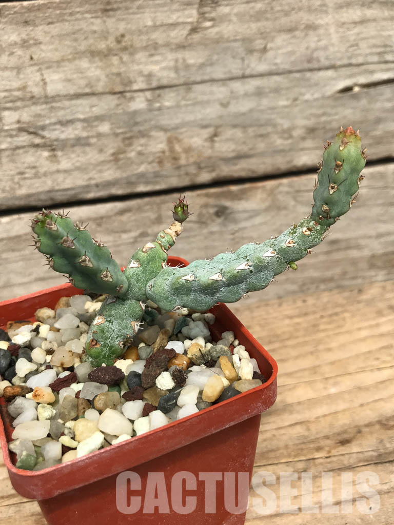 SHPR6237 Euphorbia debilispina, Zambia, Tanzania - Зображення 3