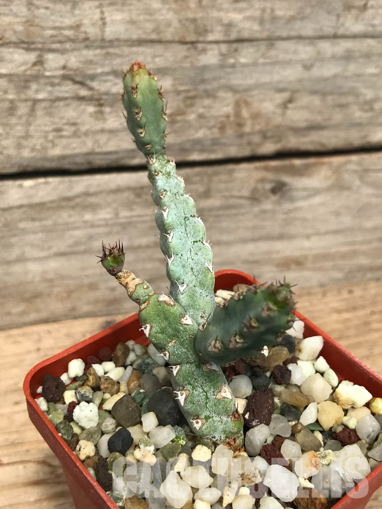 SHPR6237 Euphorbia debilispina, Zambia, Tanzania - Зображення 4