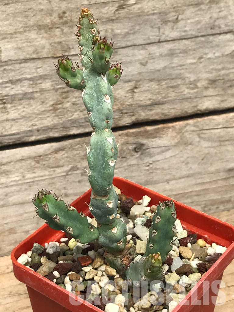 SHPR6237 Euphorbia debilispina, Zambia, Tanzania