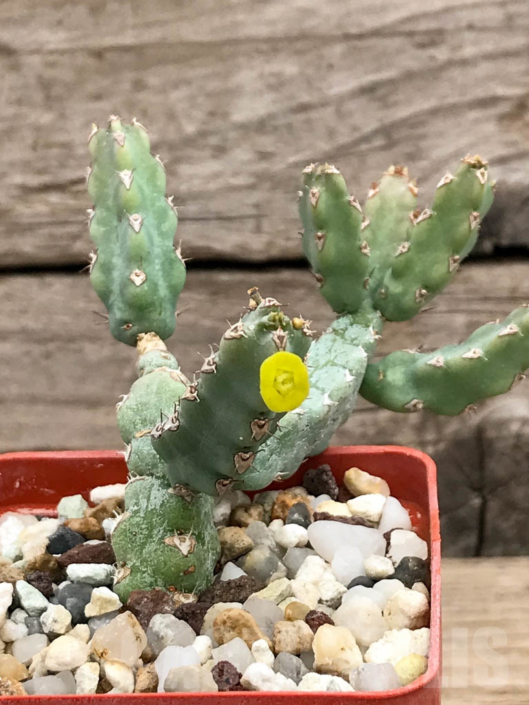 SHPR6237 Euphorbia debilispina, Zambia, Tanzania - Зображення 2