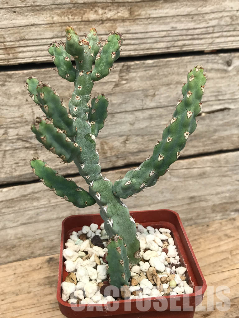 SHPR6238 Euphorbia debilispina, Zambia, Tanzania - Зображення 2