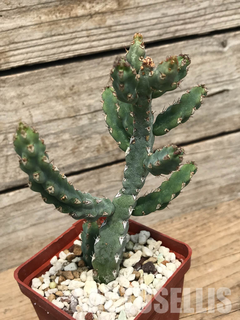 SHPR6238 Euphorbia debilispina, Zambia, Tanzania - Зображення 3