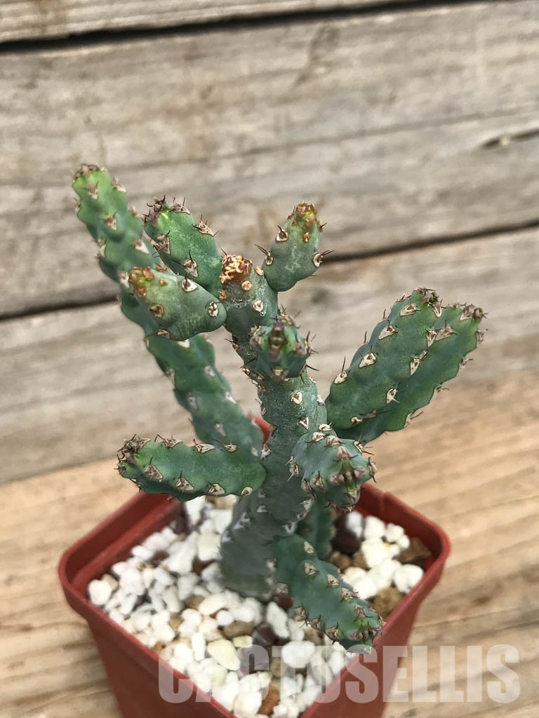 SHPR6238 Euphorbia debilispina, Zambia, Tanzania - Зображення 4