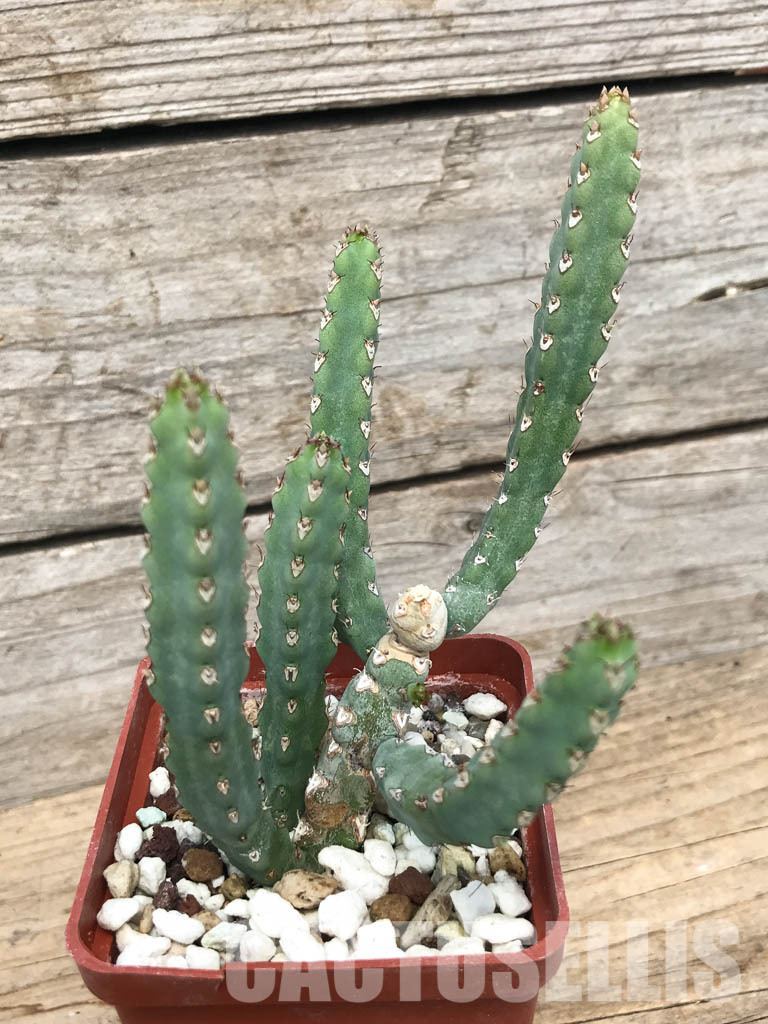 SHPR6238 Euphorbia debilispina, Zambia, Tanzania - Зображення 5