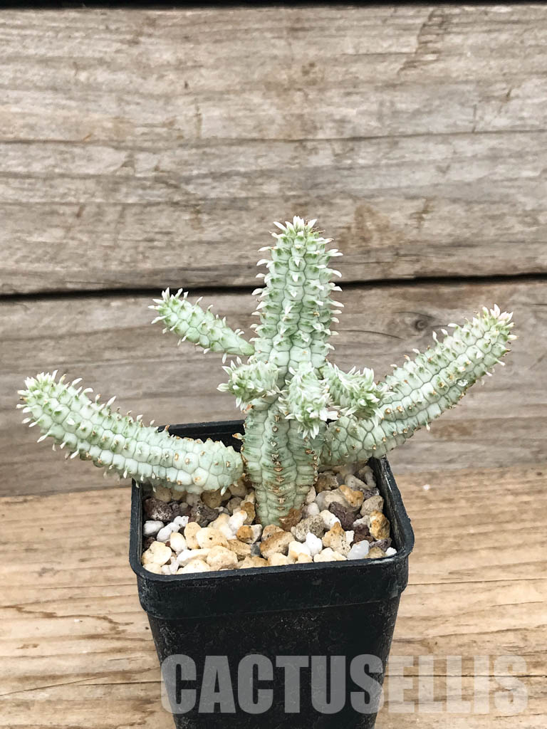 SHPR6242 Euphorbia mammillaris f.variegata - Image 2