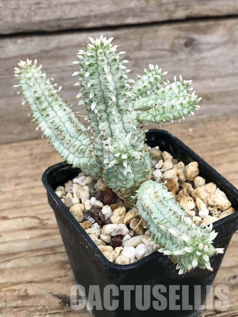 SHPR6242 Euphorbia mammillaris f.variegata